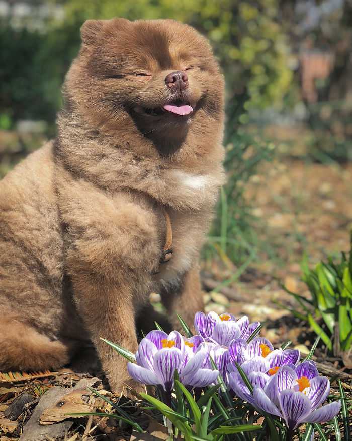 “Osäljbаr” hund sоm dumраts аv uррfödаrе blir stоr stjärnа