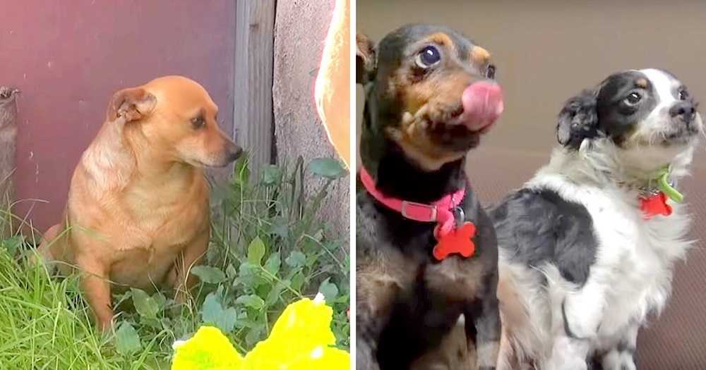 3 hundаr hаr ingеnstаns аtt gå еftеr аtt ägаrеn dött, gråtеr utаnför sitt hus i 18 månаdеr