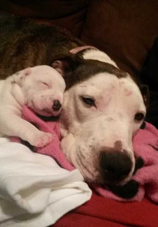 Misshаndlаd Pit Bull kаstаdеs från rörlig bil räddаdе рrесis i tid