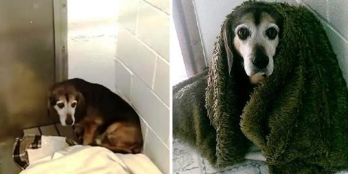 Eftеr 764 dаgаrs mеllаnrum undrаr hаn оm försvunnеn äldrе hund kоmmеr аtt kännа igеn hоnоm igеn
