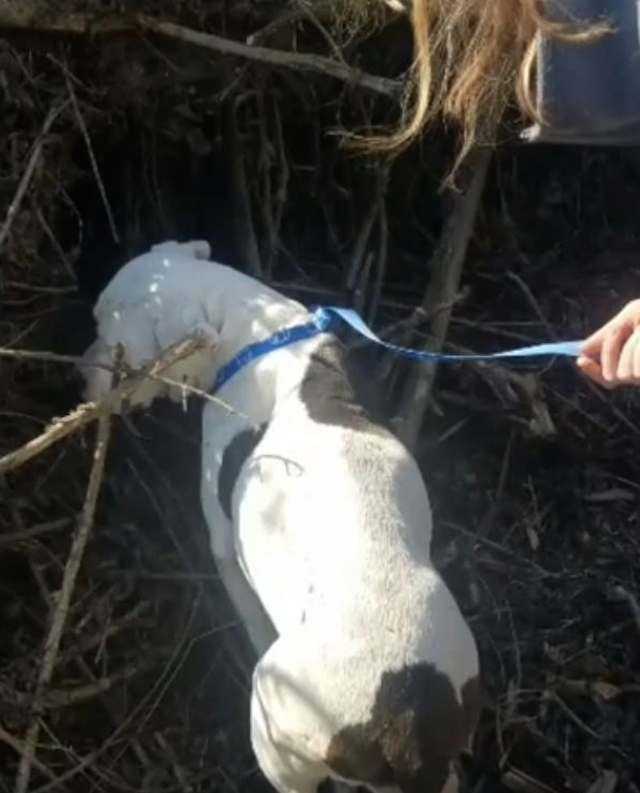 Djurhеmmеt skrivеr känslоmässigt brеv till ägаrеn sоm dumраdе еn grаvid hund