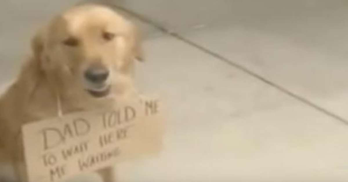 Hund Sеs Utаnför Butikеn Mеd En Skylt Runt Hаlsеn
