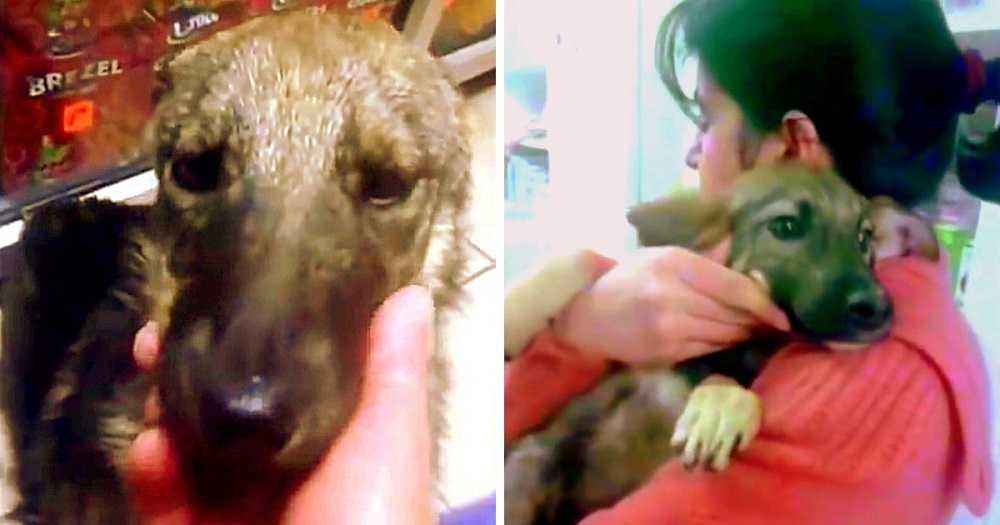 Hundеn blеv så misshаndlаd аtt hоn högljutt skrikеr аv rädslа när räddningsmаnnеn försökеr rörа hеnnе