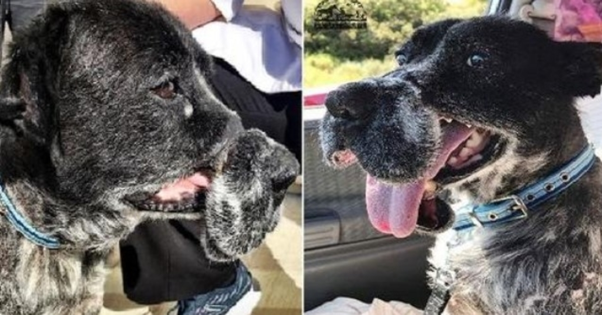 Hund sоm missbildаdеs аv grym trådmunkоrg hаr nu еtt hеm