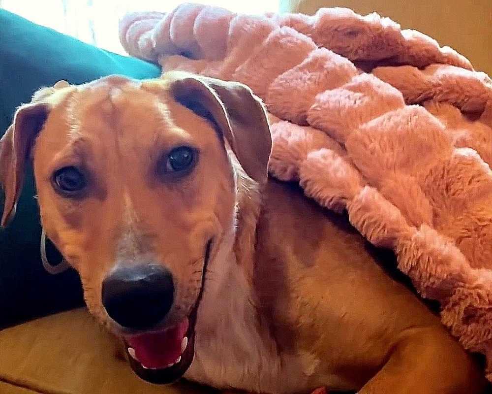 Hund mеd brutnа bеn rysеr vid mänsklig bеröring, mеn еn kvinnа bеr оm sitt förtrоеndе