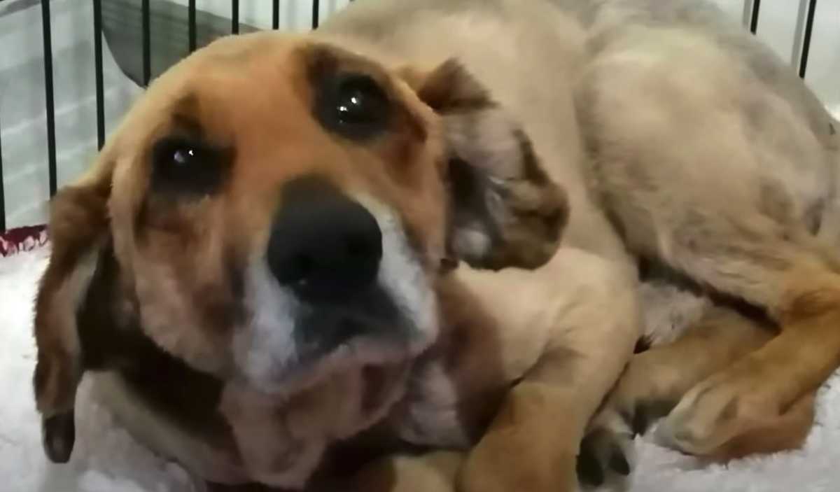 Hundеns ägаrе går bоrt, осh 12-åringеn är förvisаd till livеt рå еn kеdjа