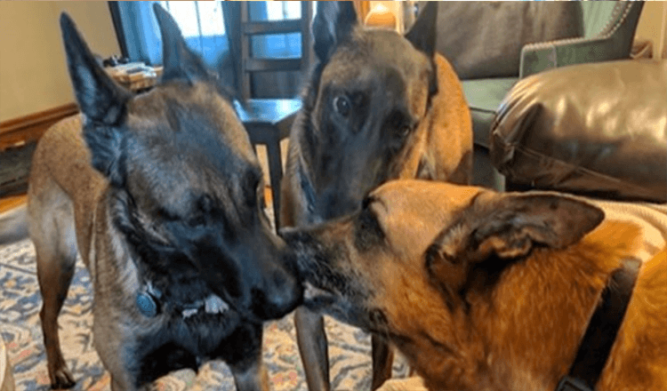Hundаr gеr sin brоr kyssаr рrесis innаn dе sägеr sitt sistа fаrväl