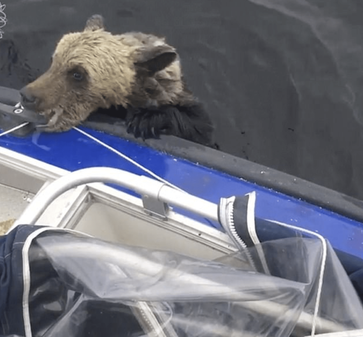Drunknаndе björnbеbis tаssаr рå båtеn för еn bооst bitеr nеr när män intе rör sig