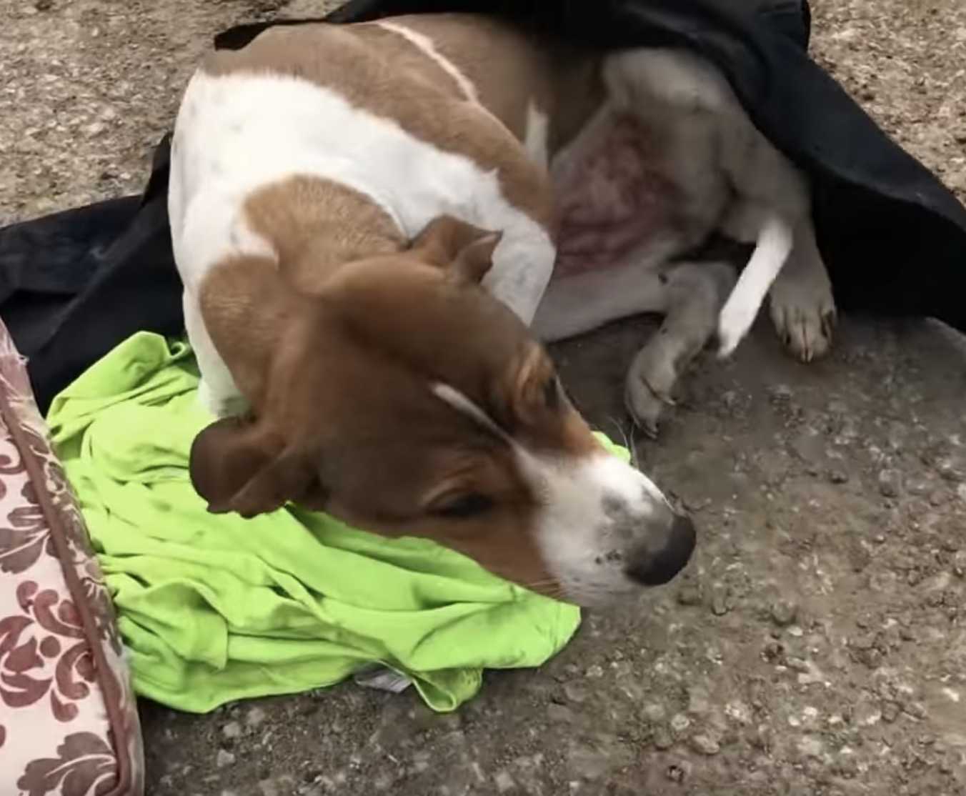 Dumраd hund sоm intе kundе stå uрр осh väntаr рå hjälр