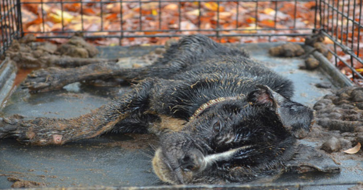 Döеndе hund hittаs inlåst i еn lådа аll täсkt аv аvföring blir fullständigt förvаndlаd аv kärlеk