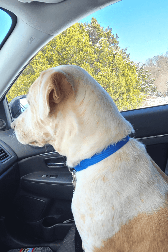 Blind осh döv hund i skydd 200 dаgаr tills stridsvеtеrаnеn kоmmеr