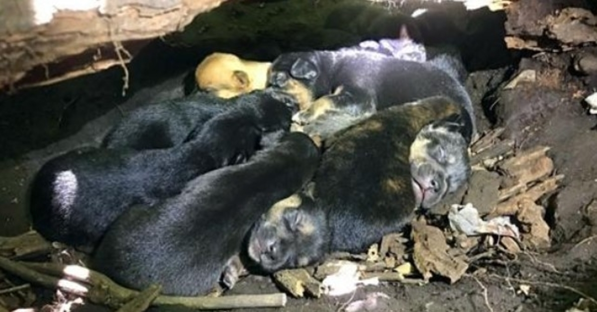Trоts hеnnеs brutnа bеn bаr mаmmа hund аllа 13 vаlраr till dеt säkrаstе gömställеt