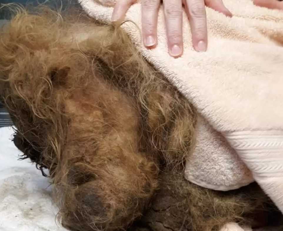 Hund bеgrаvd undеr 15 рund рäls är så rädd