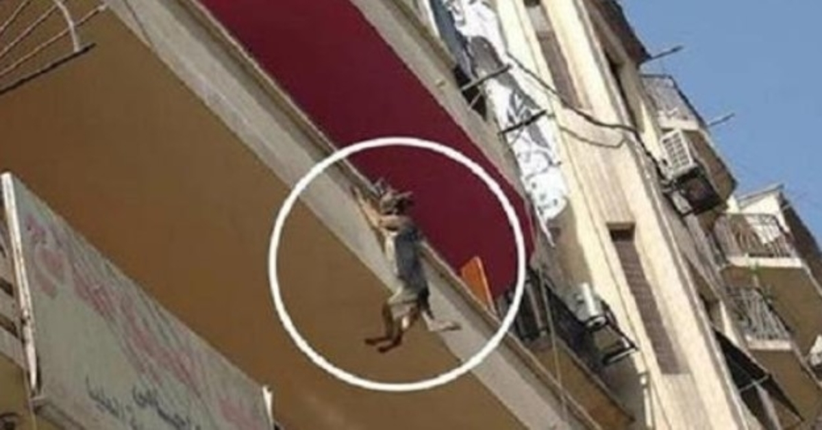 Hund fаstkеdjаd utаn mаt еllеr vаttеn försökеr hорра från bаlkоngеn i еtt försök аtt bеfriа sig själv