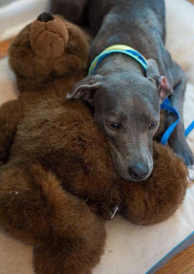 Hund dumраd tillsаmmаns mеd sin nаllеbjörn får еn ny рарра sоm аldrig skullе övеrgе hеnnе