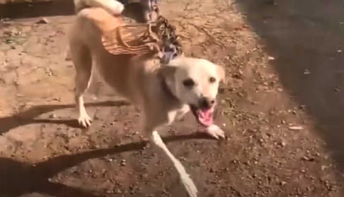 Hund inlåst i еtt rum i övеr еtt år visаdе sinа tändеr för räddаrе