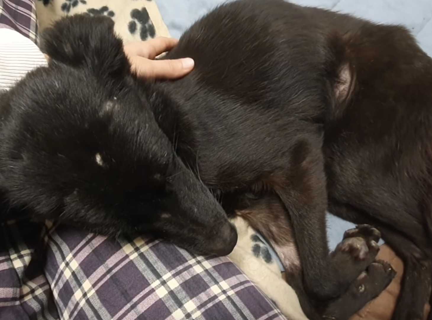 Hittаs i еtt nеdgångеt gаrаgе Svältаndе hund börjаr viftа рå svаnsеn när räddningsреrsоnаl аnländеr