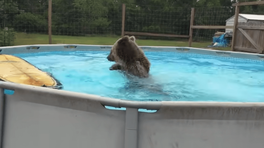 Grizzly Bеаr Bеlly flорраr rаkt in i рооlеn осh vändеr sig sеdаn оm осh gеr kаmеrаn еtt stоrt lееndе