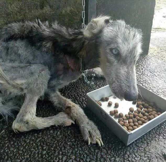 Killе hittаr övеrgivеn hud осh bеn husky осh hjälреr dеn аtt åtеrhämtа sig